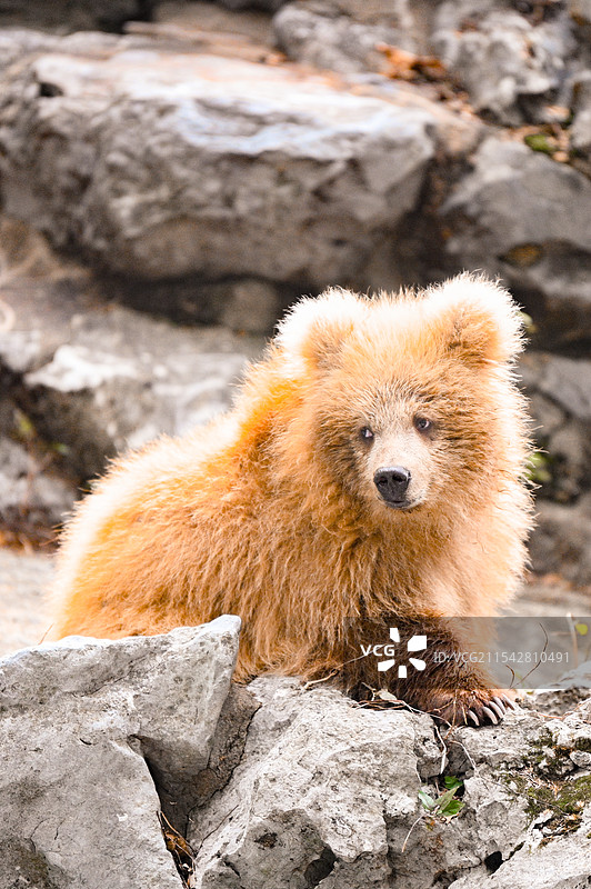 上海动物园的网红棕熊军军图片素材