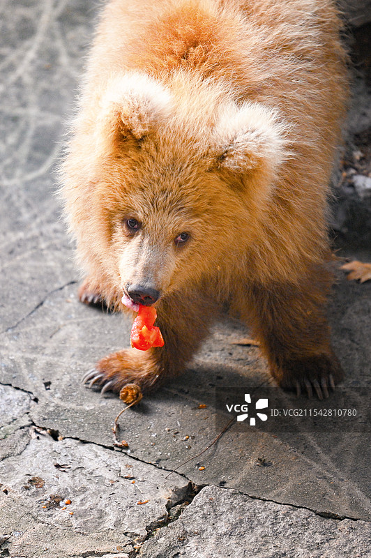上海动物园的网红棕熊军军图片素材