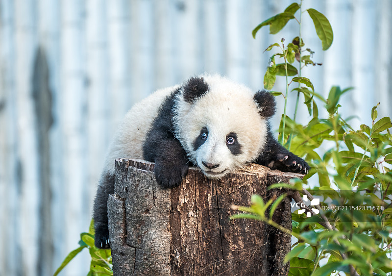 熊猫幼崽在树桩上玩耍图片素材