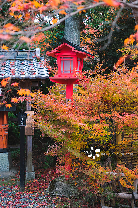 秋天红叶季的日本京都龟冈锹山神社内的红色枫叶与古代建筑图片素材