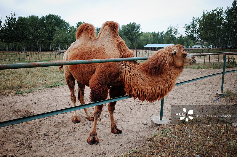 秦皇岛野生动物园的骆驼图片素材