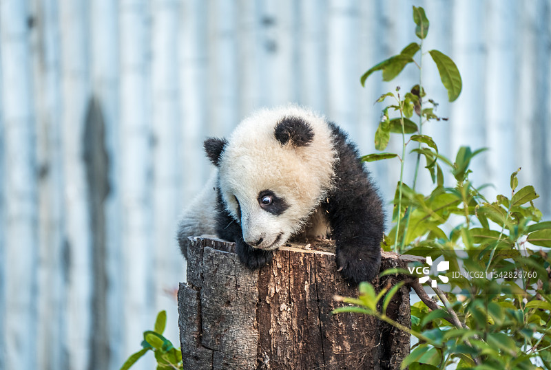 熊猫幼崽在树桩上玩耍图片素材