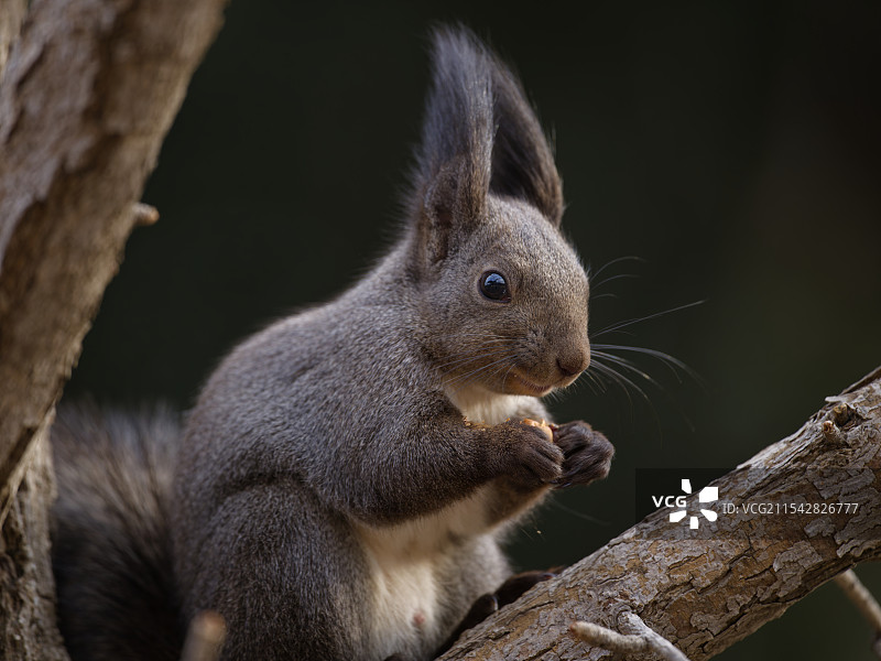 小松鼠图片素材