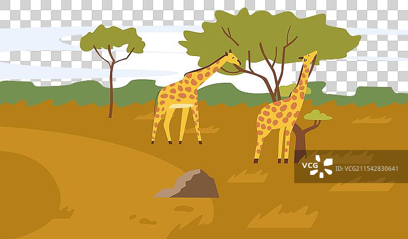 长颈鹿啃食树叶图片素材