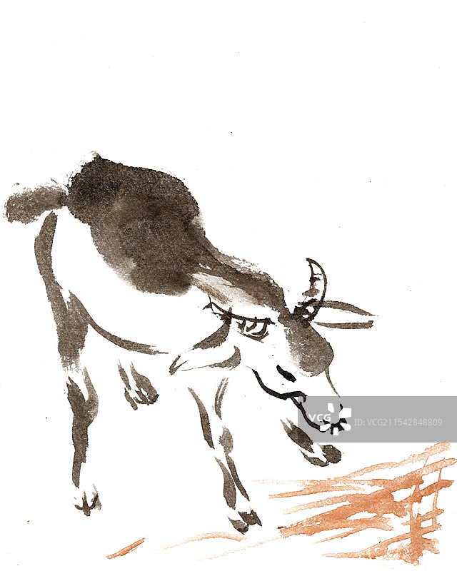 吃干草的羊图片素材