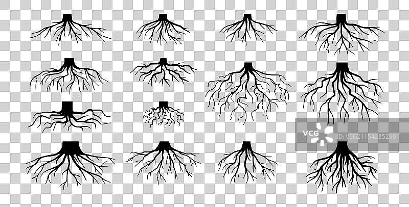 各种逼真的树根和灌木根部图片素材
