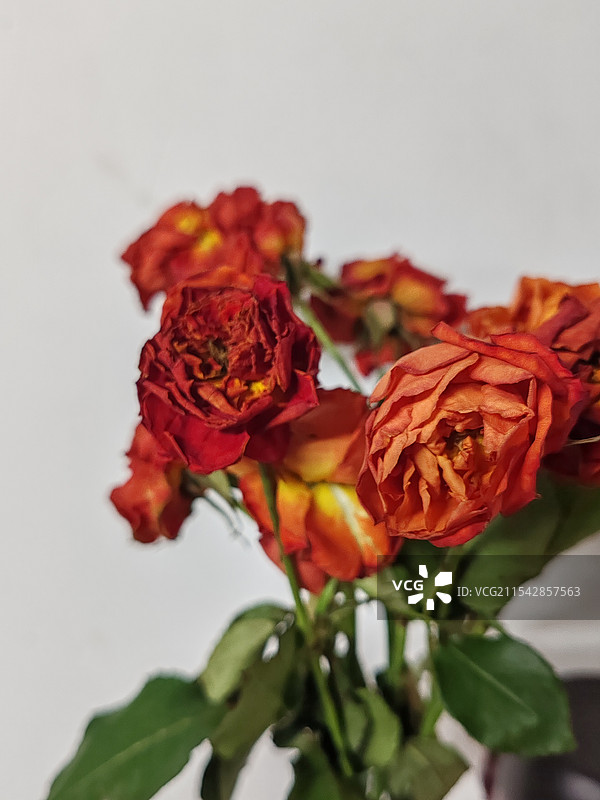 干枯的玫瑰图片素材