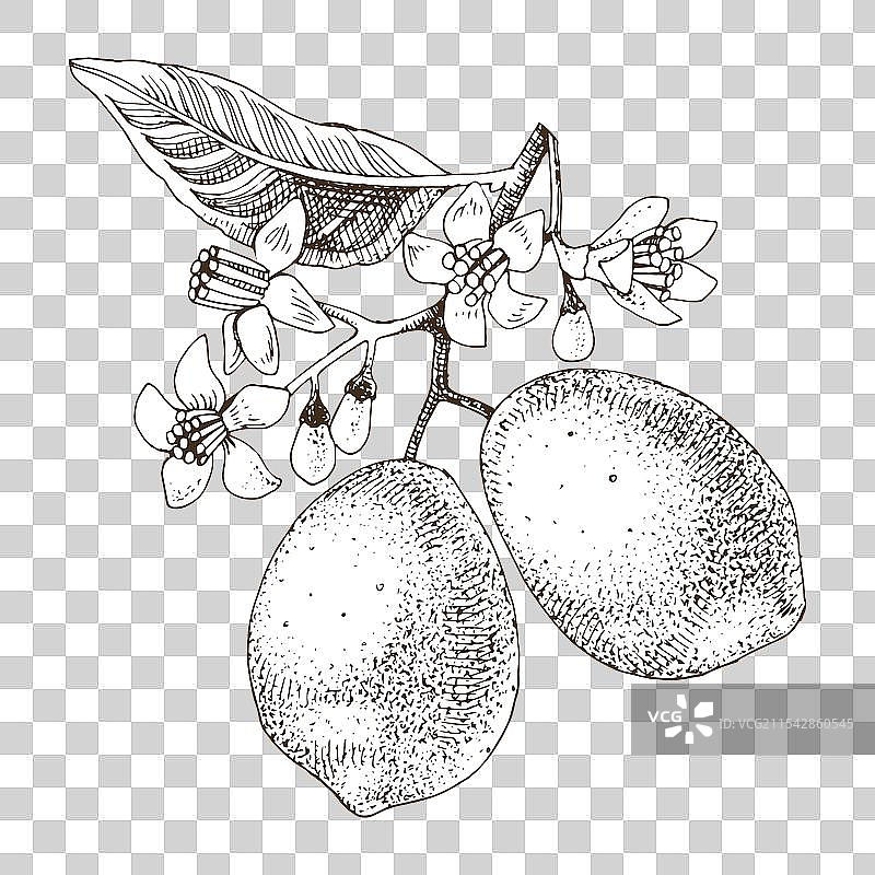 手绘柠檬枝图片素材