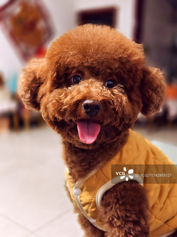 小妞妞图片素材