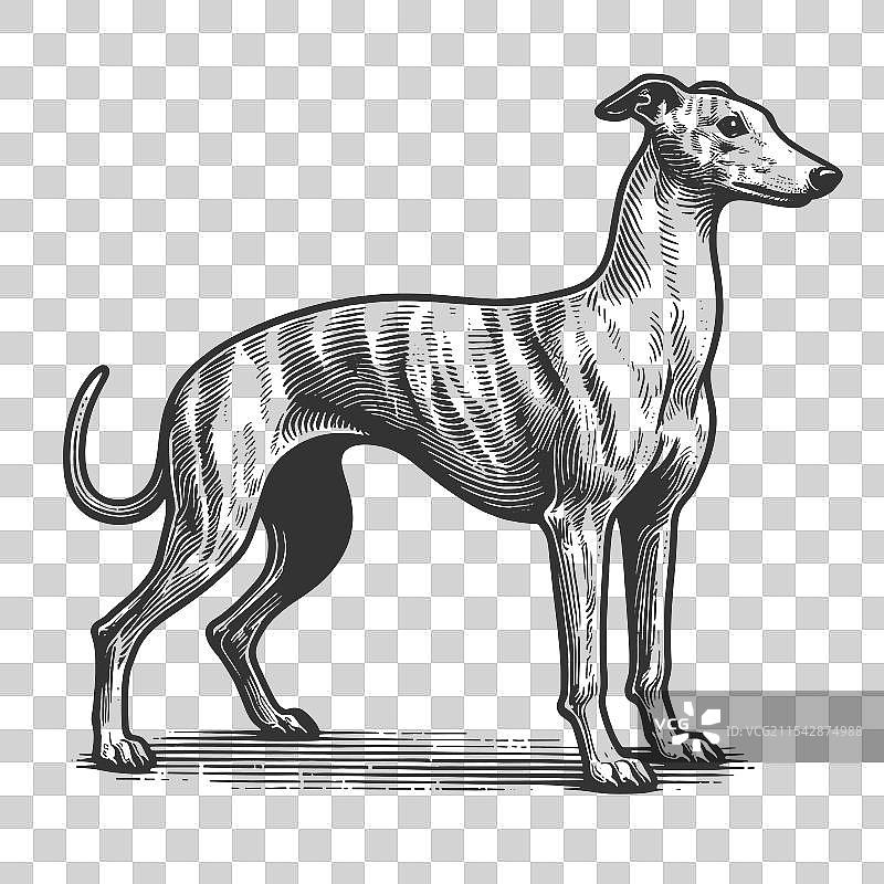 灰hound和威尔士犬图片素材