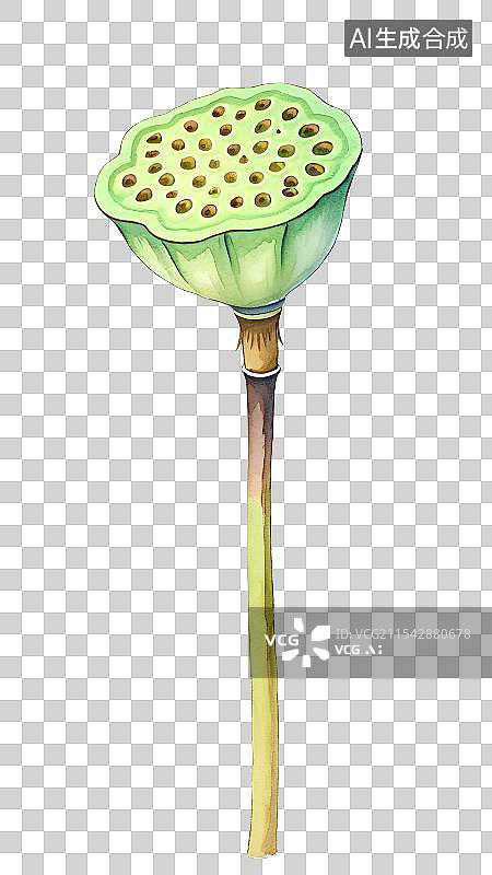 【AI数字艺术】国风手绘插画，夏天的莲蓬，莲子，植物免抠元素图片素材