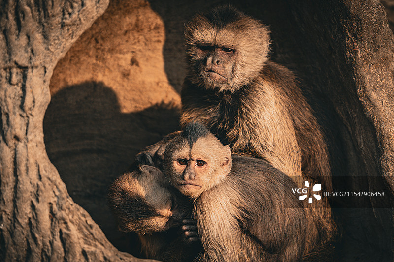 上海野生动物园图片素材