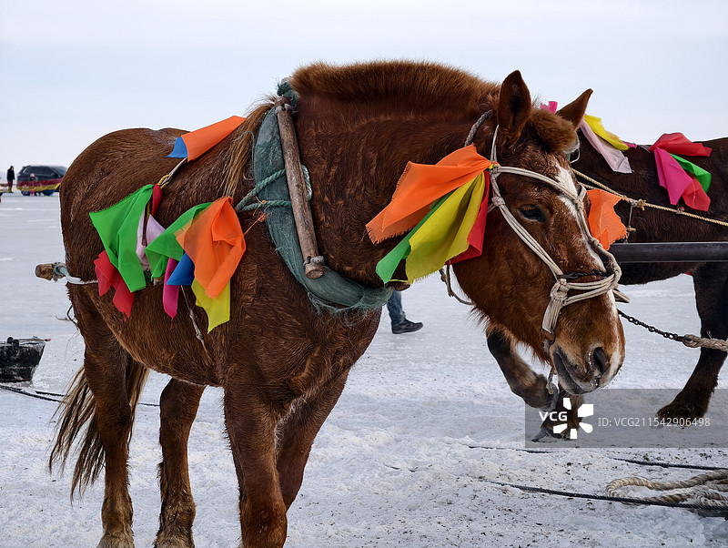 查干湖冬捕图片素材
