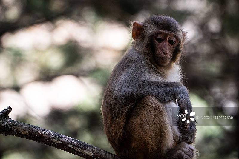 猕猴图片素材