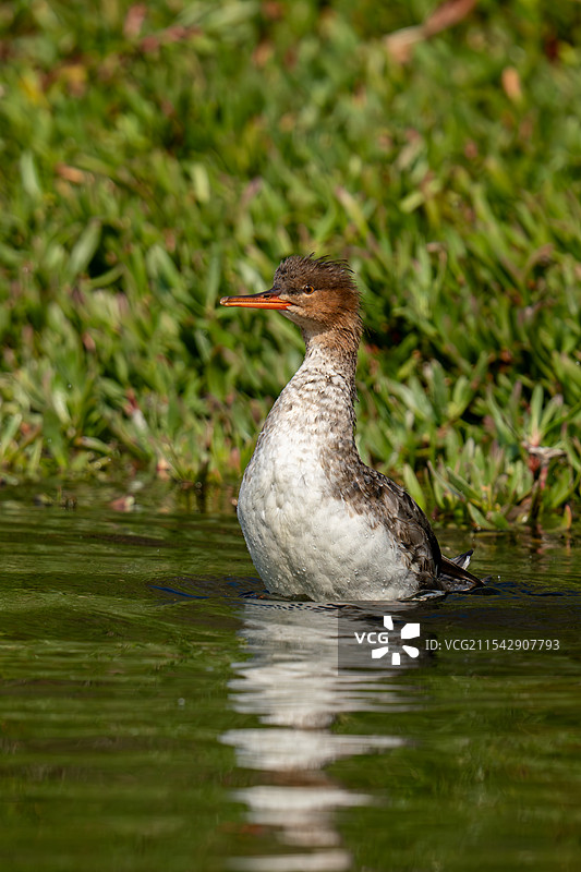 红胸秋沙鸭图片素材