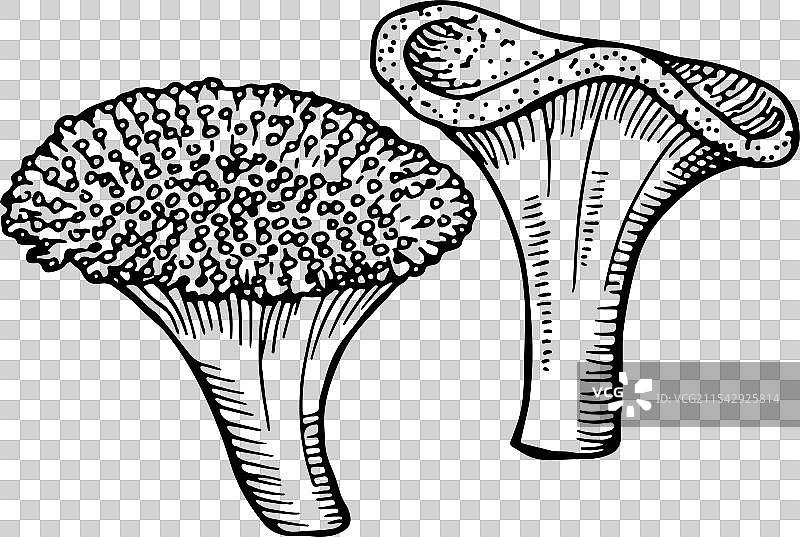 水下植物绘画，珊瑚水螅素描图片素材