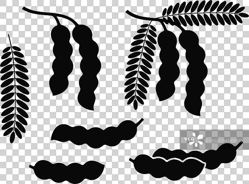 罗望子图片素材