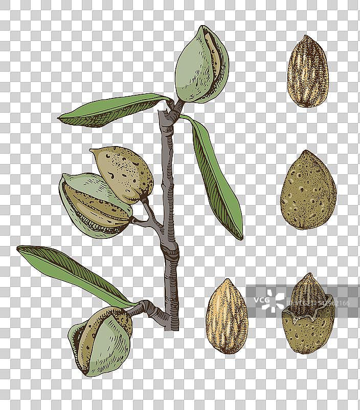 带有成熟坚果和叶子的杏树枝图片素材