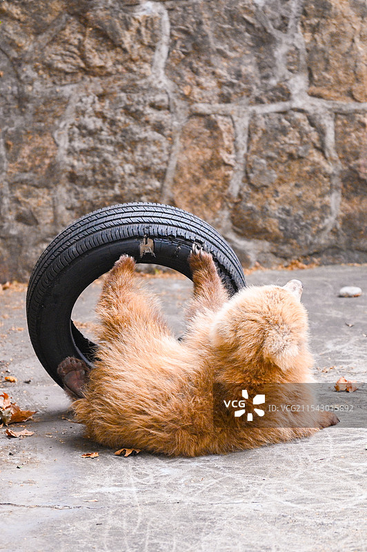 上海动物园网红小熊军军图片素材