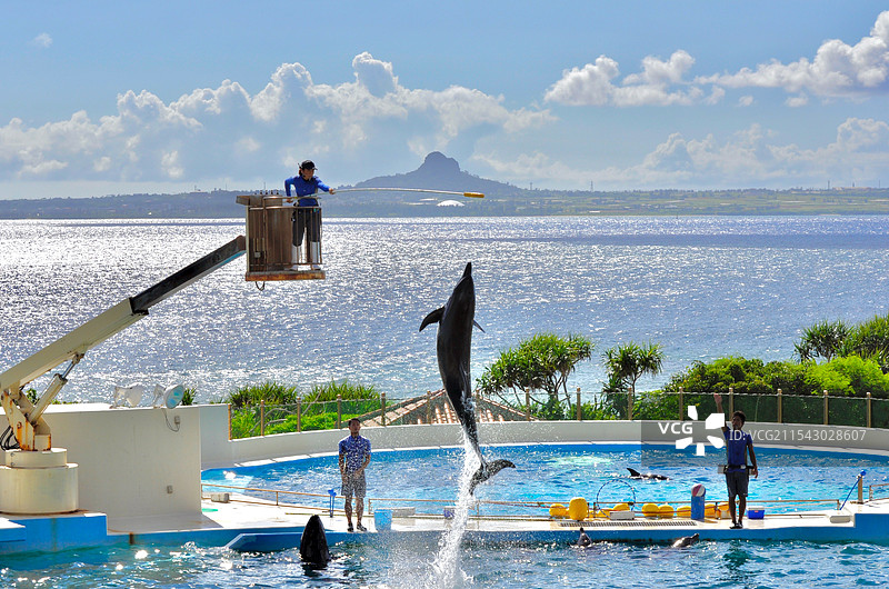 日本冲绳海洋博公园海豚表演图片素材