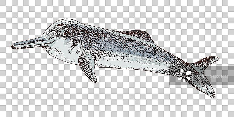 长江江豚灭绝动物素描图片素材