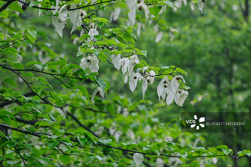 瓦屋山珙桐图片素材
