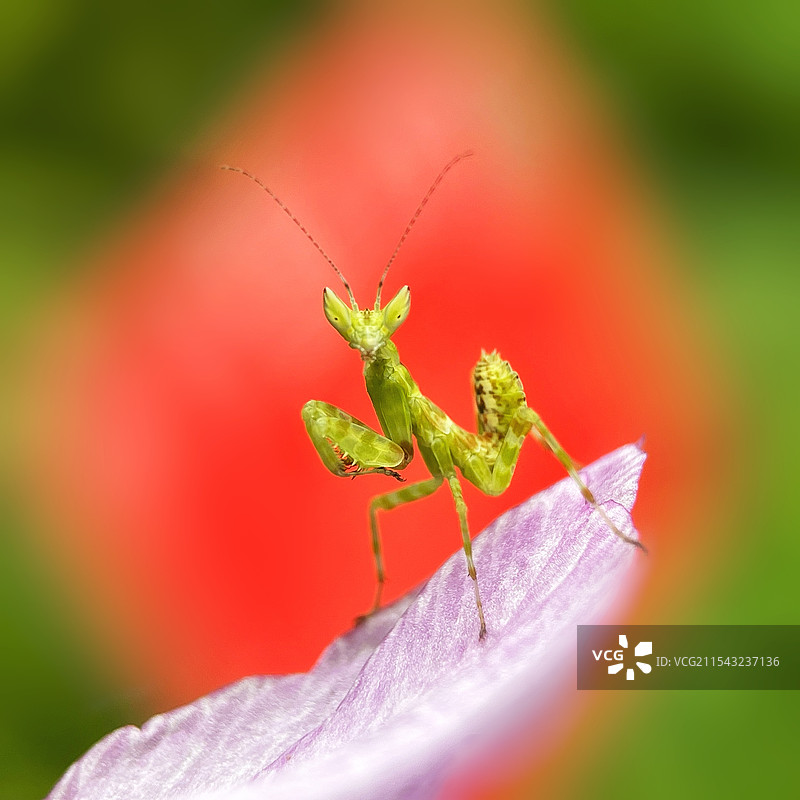 丽眼斑螳图片素材