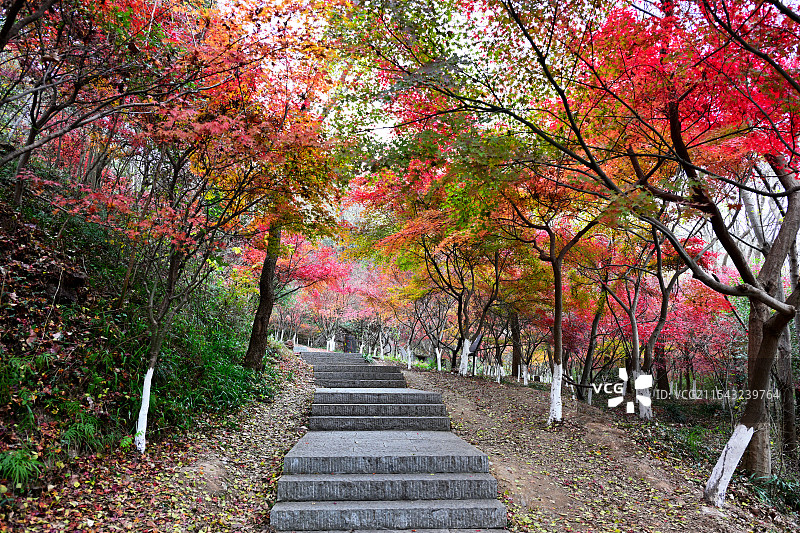 赏枫步行道，行车道，小径，栖霞山，南京图片素材