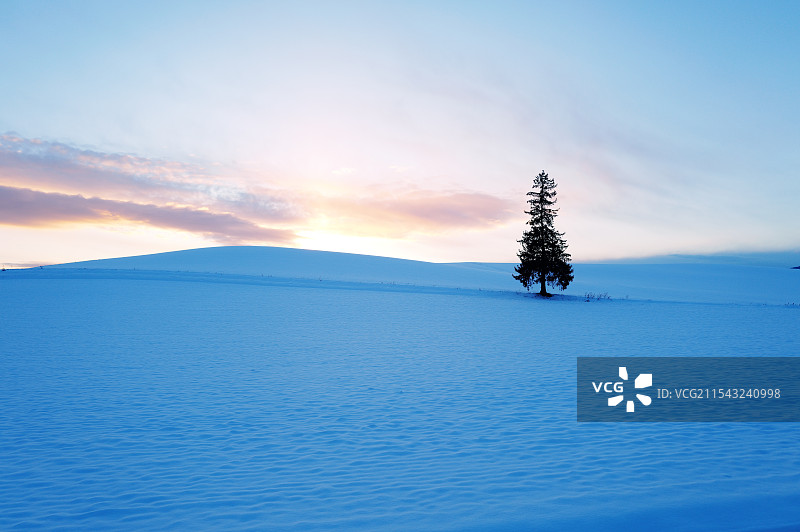 日本北海道美瑛孤独圣诞树图片素材