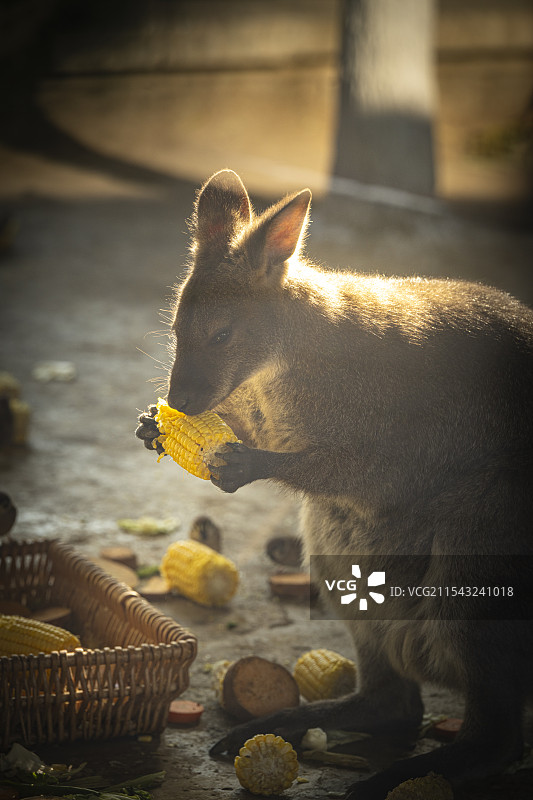 动物园的小袋鼠图片素材