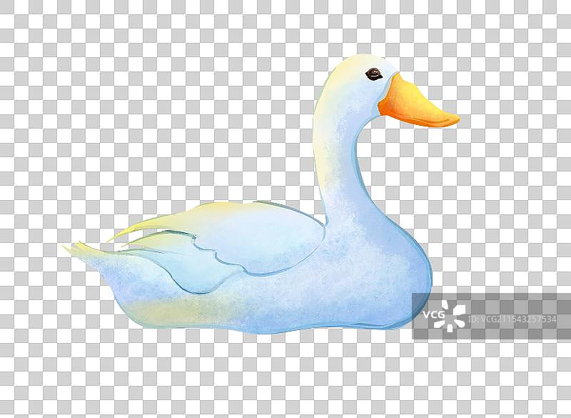 大白鹅鸭子白天鹅图片素材