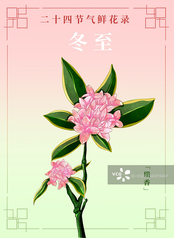 新中式二十四节气宣传海报冬至和瑞香花图片素材