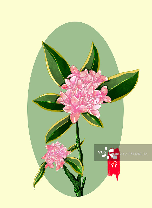 花卉植物瑞香图片素材