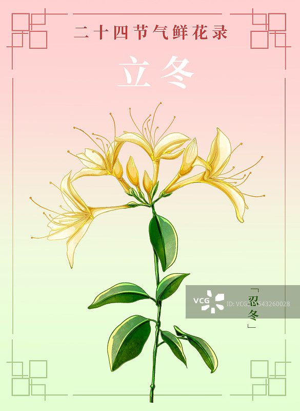 新中式二十四节气宣传海报立冬和忍冬花图片素材