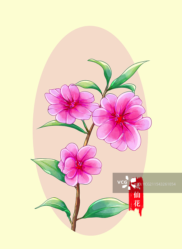 花卉植物凤仙花图片素材