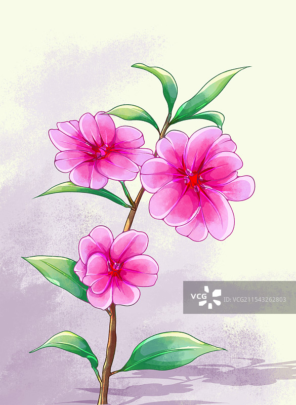 植物花卉凤仙花图片素材