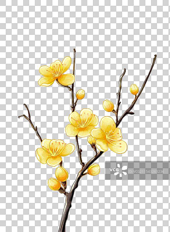 梅花腊梅红梅黄梅图片素材