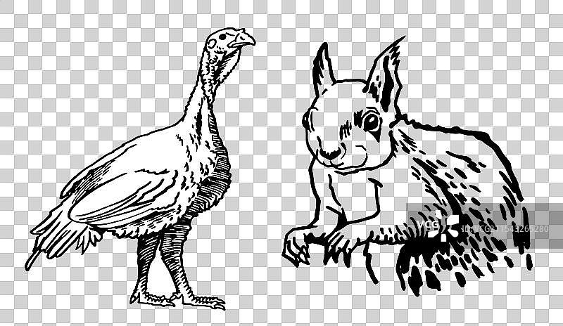 两只图形动物：火鸡和松鼠图片素材