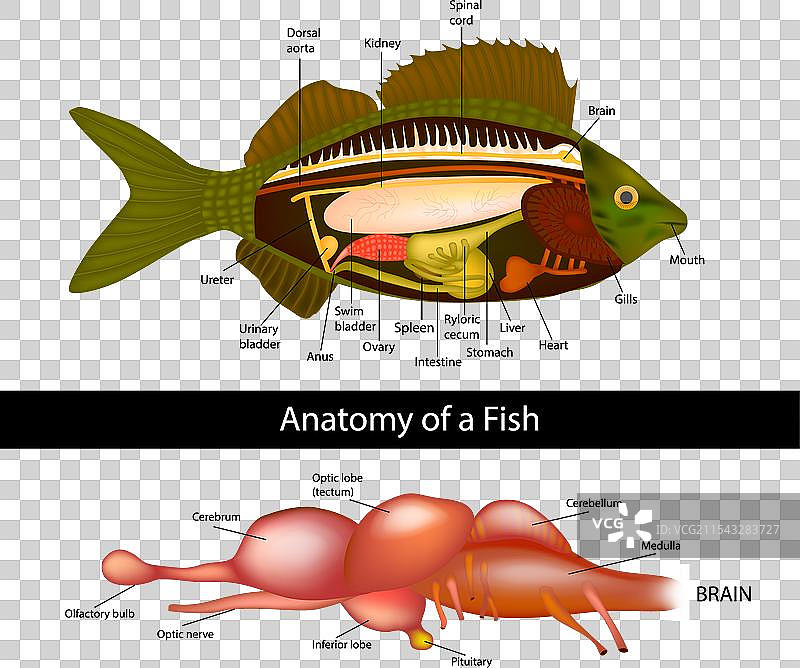 原始鱼类的鱼脑解剖结构图片素材