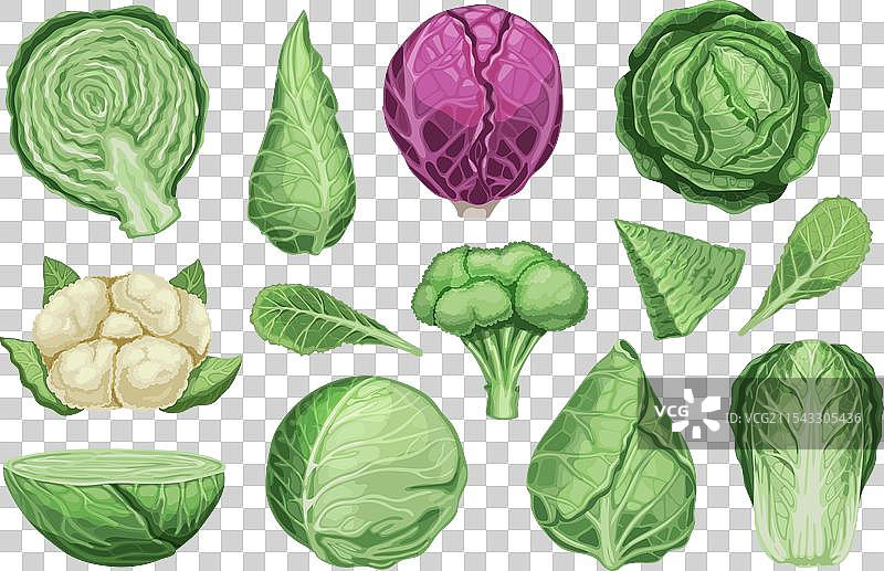 卡通风格的不同种类的新鲜有机卷心菜蔬菜图片素材