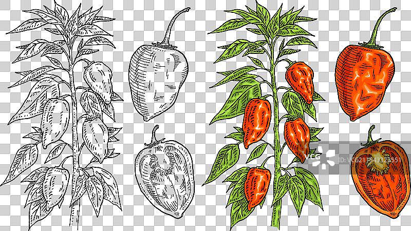 哈瓦那辣椒植物的枝条，带有叶子和辣椒图片素材