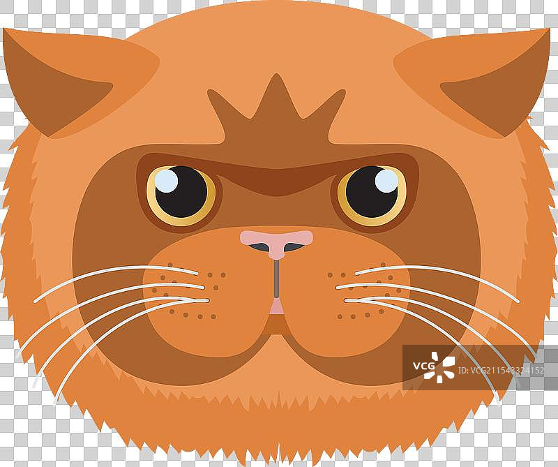 异国短毛猫的可爱红色小猫头部特写图片素材