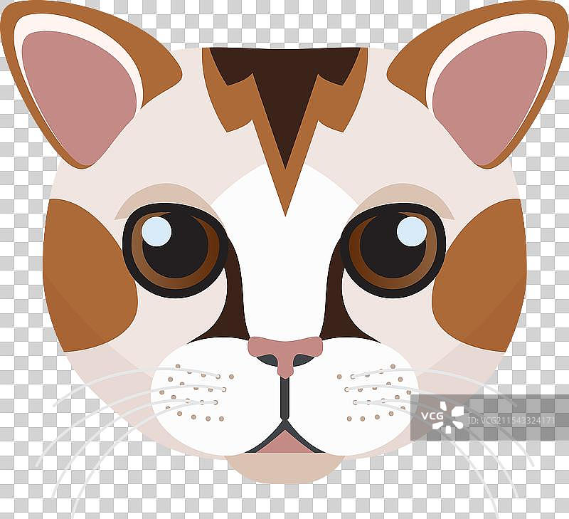 可爱的三花日本短尾猫小猫的脸部特写图片素材