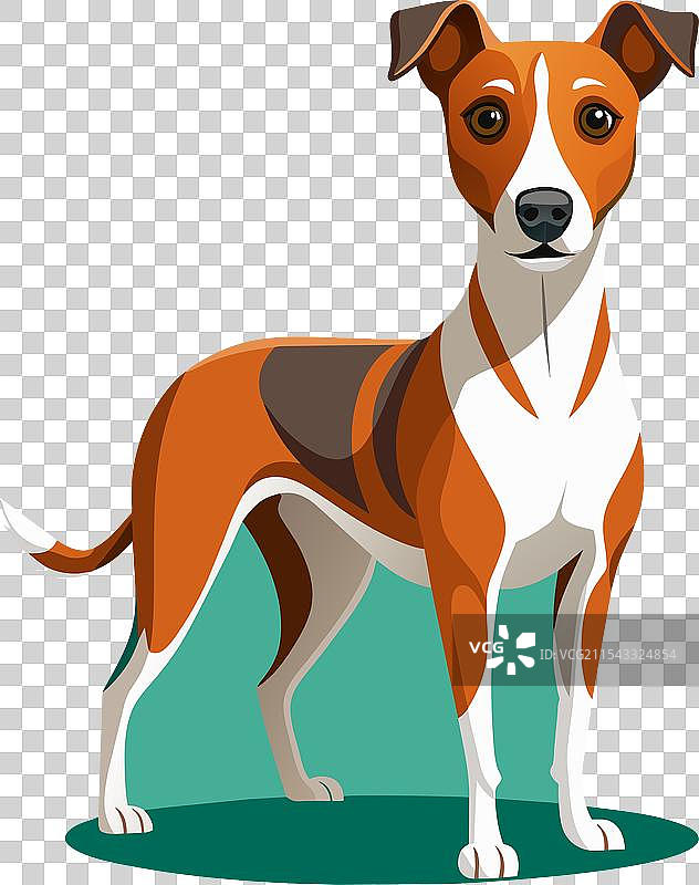 有趣的狗狗在青绿色背景上独自一人图片素材