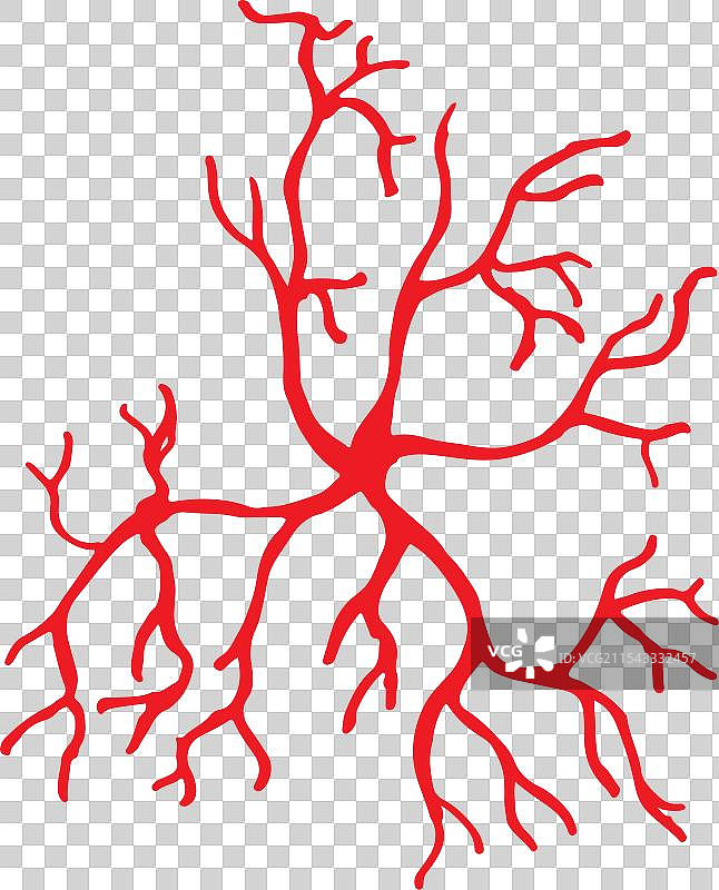 人类的静脉和动脉图片素材