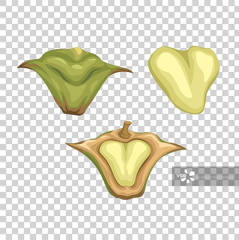 水栗收集套装图片素材