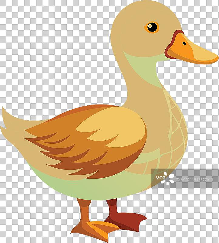 鸭子颜色 2图片素材