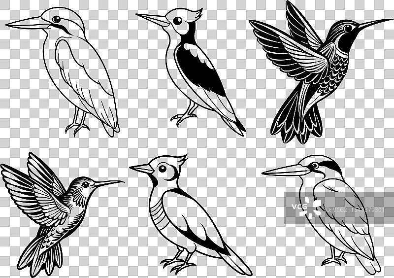 蜂鸟啄木鸟鸟类图标艺术集图片素材