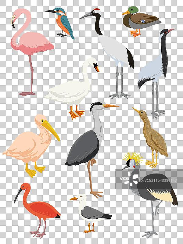 画水鸟图片素材