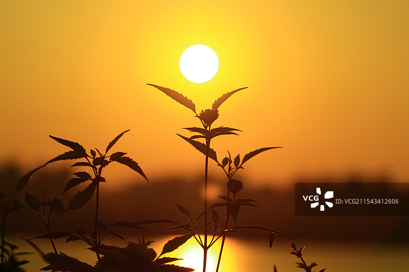 托起太阳的小草图片素材